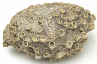 Devonian Fossil Rugose Coral (Pachyphyllum) - Iowa #216621