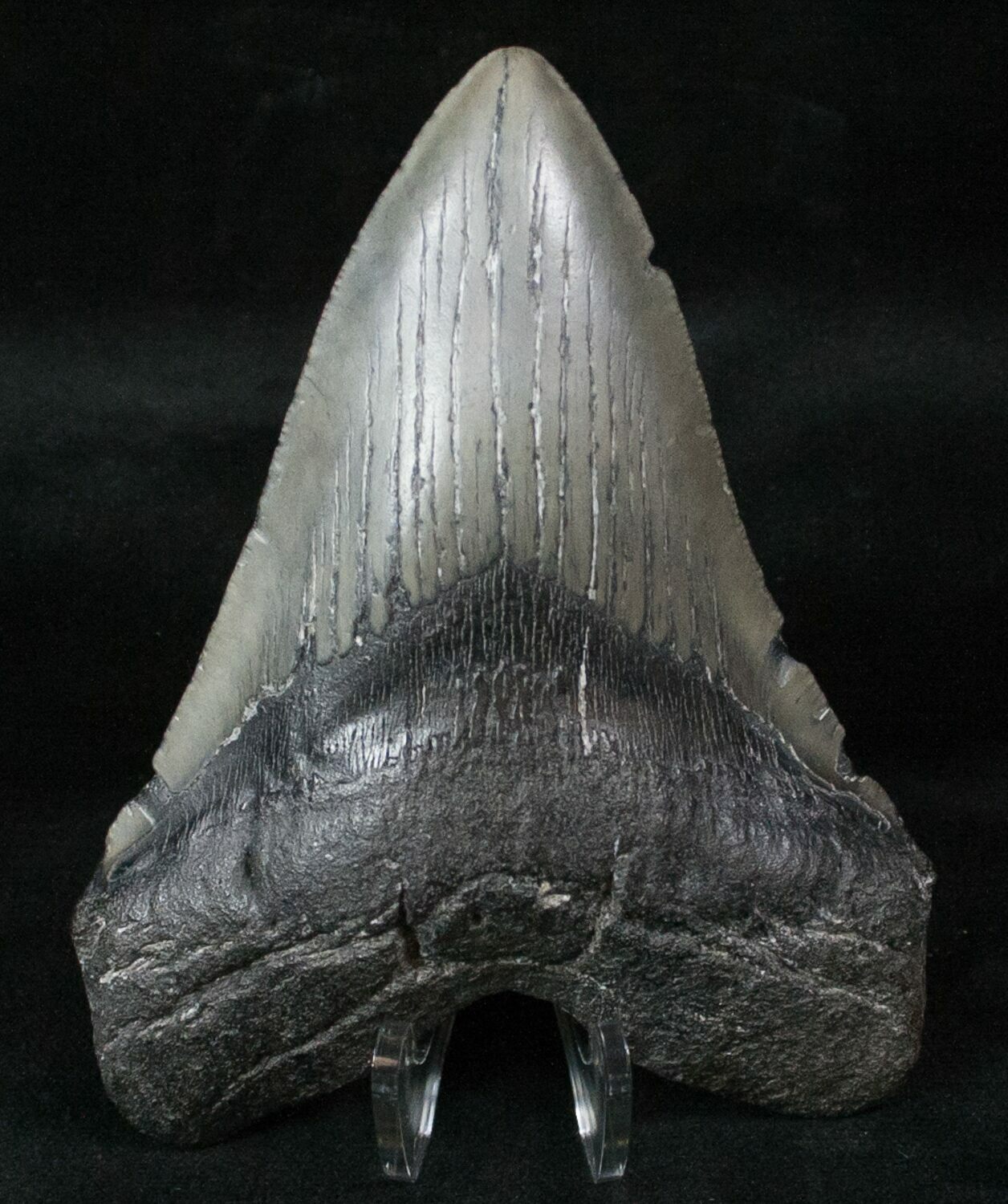 4.75" Fossil Megalodon Tooth - South Carolina For Sale ...