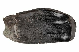 Dinosaur (Camarasaurus) Tooth - Colorado #218309
