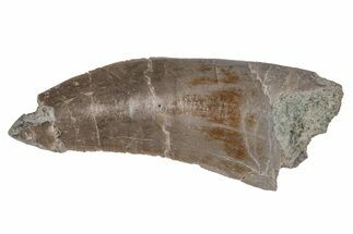 Rare, Serrated, Megalosaurid (Marshosaurus) Tooth - Colorado #218314