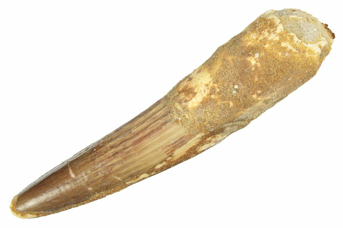 3.35" Fossil Spinosaurus Tooth Real Dinosaur Tooth (218448) For Sale