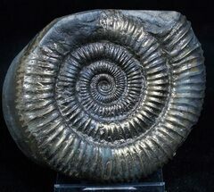 Large Inch Pyritized Ammonite - Golden #2268