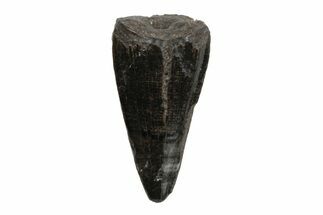 Cretaceous Boreal Crocodile Tooth - Hell Creek Formation #218540