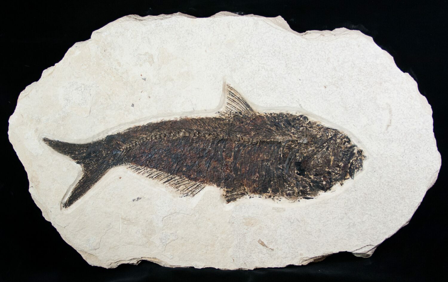14.2" Diplomystus Fish Fossil Wyoming For Sale (13353)