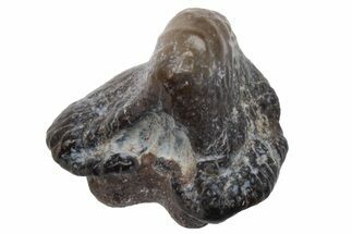 Fossil Crusher Shark (Ptychodus) Tooth - Kansas #218584