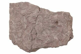 Ordovician Trilobite Mortality Plate - Tafraoute, Morocco #218715