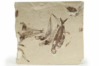 Plate Of Six Cretaceous Fossil Fish - Hakel, Lebanon #201381