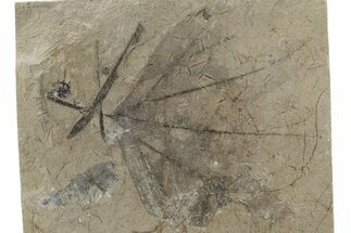 Fossil Sycamore (Macginitiea) Leaf - Green River Formation, Utah #218268