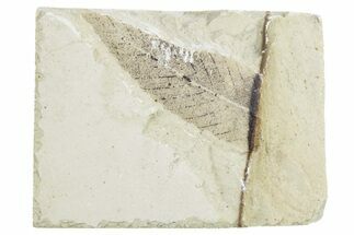 Fossil Leaf - Green River Formation, Utah #218275