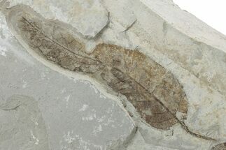 Fossil Leaf Plate - Green River Formation, Utah #218289