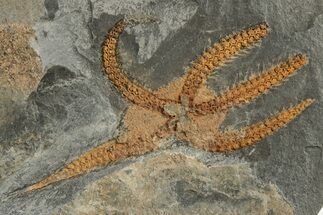 Ordovician Brittle Star (Ophiura) - Morocco #218953