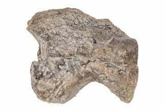 Dimetrodon Scapula (Shoulder) Bone - Texas Red Beds #218716