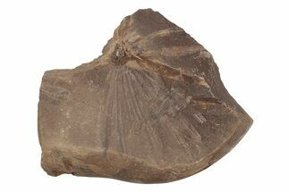 Fossil Horsetail (Annularia) - Mazon Creek #218294
