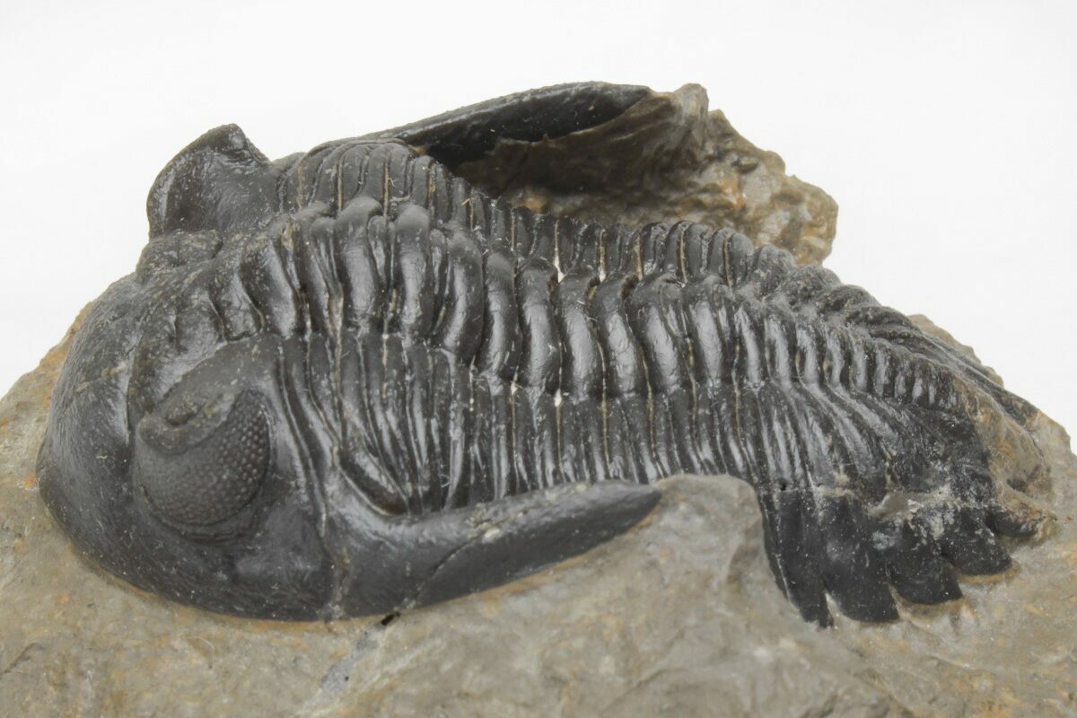 Grade A Fossil Trilobite Hollardops Morocco Devonian FSE067 ✔Genuine ✔UK Seller 