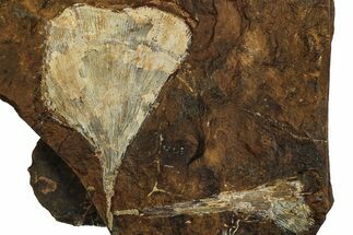 Two Fossil Ginkgo Leaves From North Dakota - Paleocene #215500