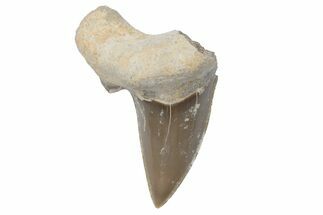 Fossil Ginsu Shark (Cretoxyrhina) Tooth - Kansas #219135