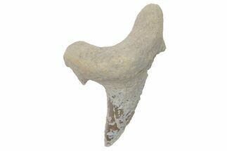 Fossil Ginsu Shark (Cretoxyrhina) Tooth - Kansas #219139