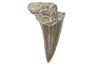 Fossil Ginsu Shark (Cretoxyrhina) Tooth - Kansas #219140