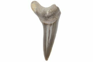 Bargain, Fossil Ginsu Shark (Cretoxyrhina) Tooth - Kansas #219153