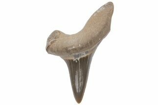 Fossil Ginsu Shark (Cretoxyrhina) Tooth - Kansas #219169