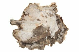 Petrified Wood (Beech) Round - Deschutes River, Oregon #219320