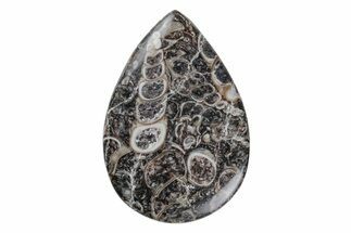Polished Fossil Turritella Agate Cabochon - Wyoming #219220