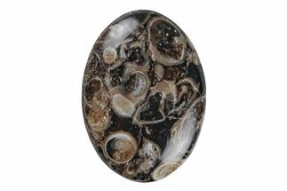 Polished Fossil Turritella Agate Cabochon - Wyoming #219230