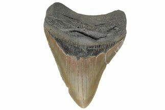 Fossil Megalodon Tooth - North Carolina #219353