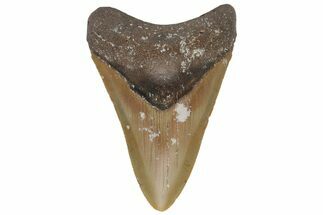 Fossil Megalodon Tooth - North Carolina #219365