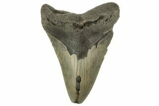 Serrated, Fossil Megalodon Tooth - North Carolina #219495