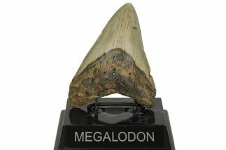 Fossil Megalodon Tooth - North Carolina #219501