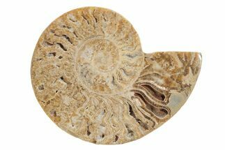 Choffaticeras (Daisy Flower) Ammonite Half - Madagascar #216931