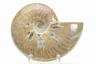 Polished Cretaceous Ammonite (Cleoniceras) Fossil - Madagascar #216046