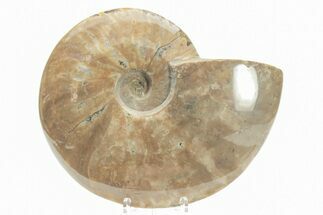 Polished Cretaceous Ammonite (Cleoniceras) Fossil - Madagascar #216110
