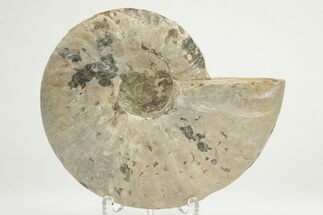 Silver Iridescent Ammonite (Cleoniceras) Fossil - Madagascar #219589