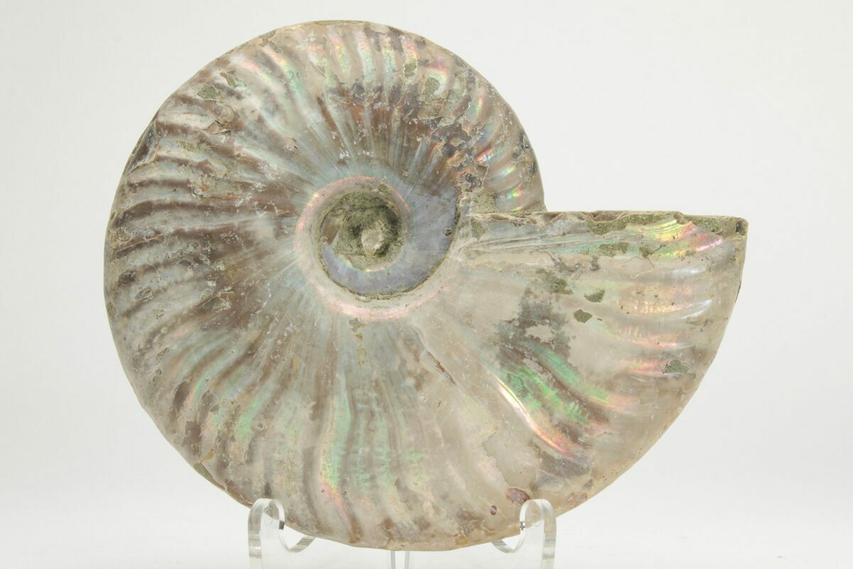 Rainbow Ammonite Fossils For Sale - Naturally Iridescent