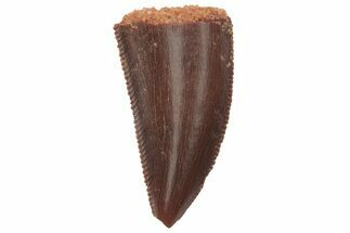 Serrated, Raptor Tooth - Real Dinosaur Tooth #219604
