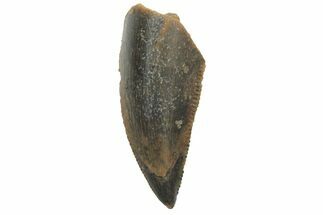 Serrated, Raptor Tooth - Real Dinosaur Tooth #219605