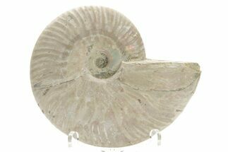 Silver Iridescent Ammonite (Cleoniceras) Fossil - Madagascar #219559