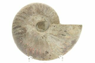 Silver Iridescent Ammonite (Cleoniceras) Fossil - Madagascar #219562