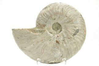 Silver Iridescent Ammonite (Cleoniceras) Fossil - Madagascar #219568