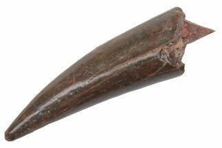 Fossil Fish Fang (Aidachar) - Kem Kem Beds, Morocco #219711