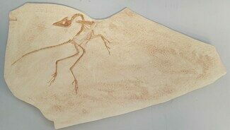 Archaeopteryx Fossil Replica - The Eichstatt Specimen #219996