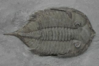 Dalmanites Trilobite Fossil - New York #219911