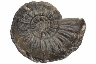 Jurassic Fossil Ammonite (Amaltheus) - United Kingdom #219948