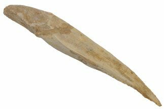 Fossil Shark (Hybodus) Dorsal Spine - Kem Kem Beds, Morocco #220021