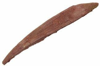 Fossil Shark (Hybodus) Dorsal Spine - Kem Kem Beds, Morocco #220025