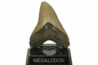 Serrated, Fossil Megalodon Tooth - North Carolina #219947