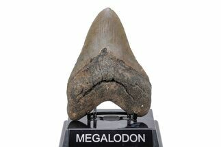 Fossil Megalodon Tooth - North Carolina #219956