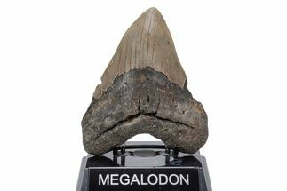 Fossil Megalodon Tooth - North Carolina #219964